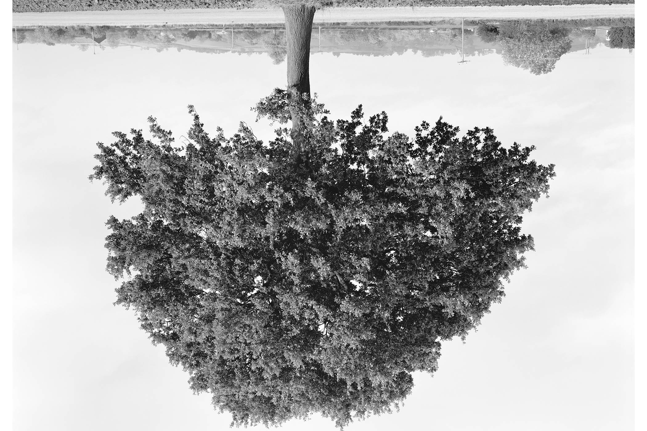 The grid: Rodney Graham’s inverted trees