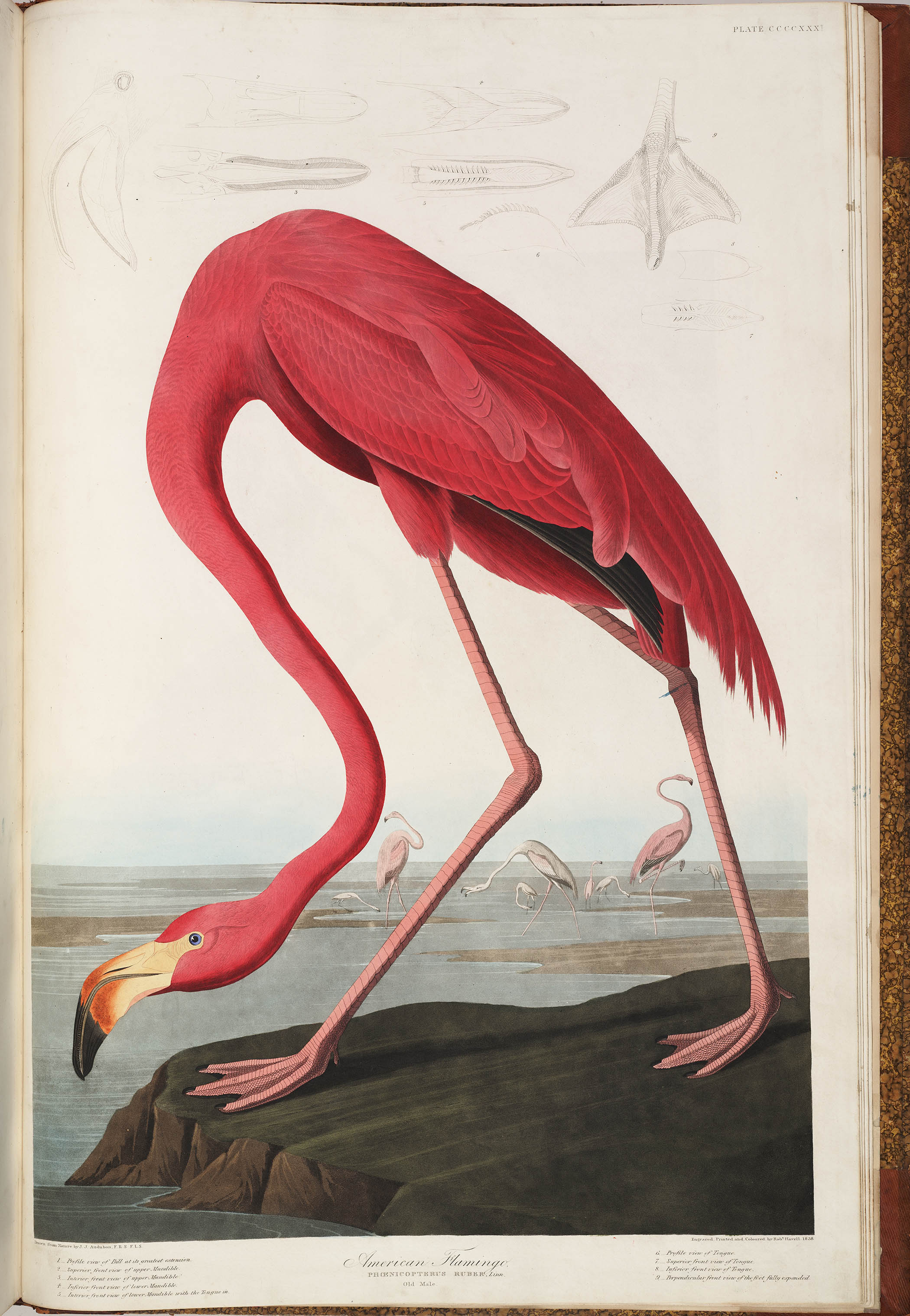 John James Audubon’s engraving of an American flamingo