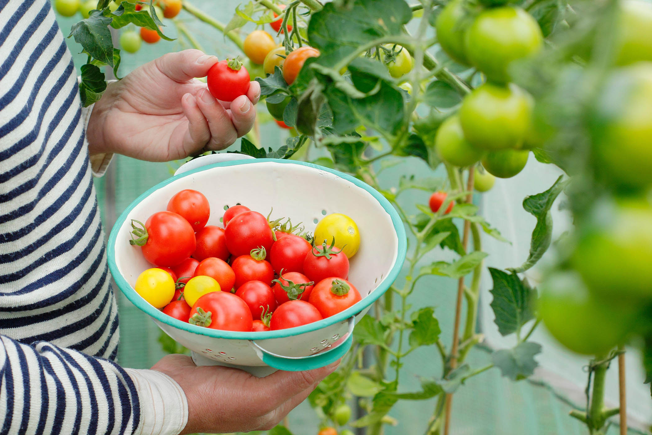 Smart coating will protect greenhouses from heatwaves