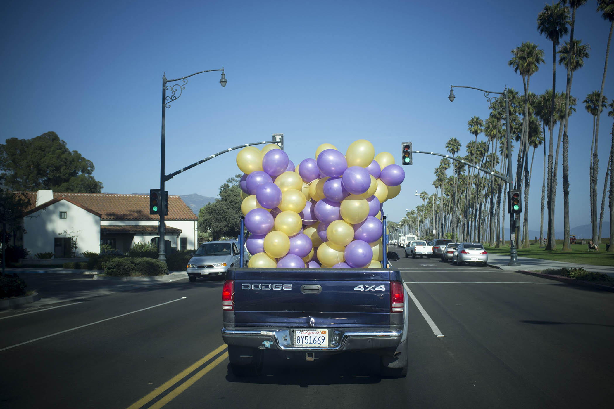 Cherry Blossom at Nightbreak﻿ by Rishi Dastidar