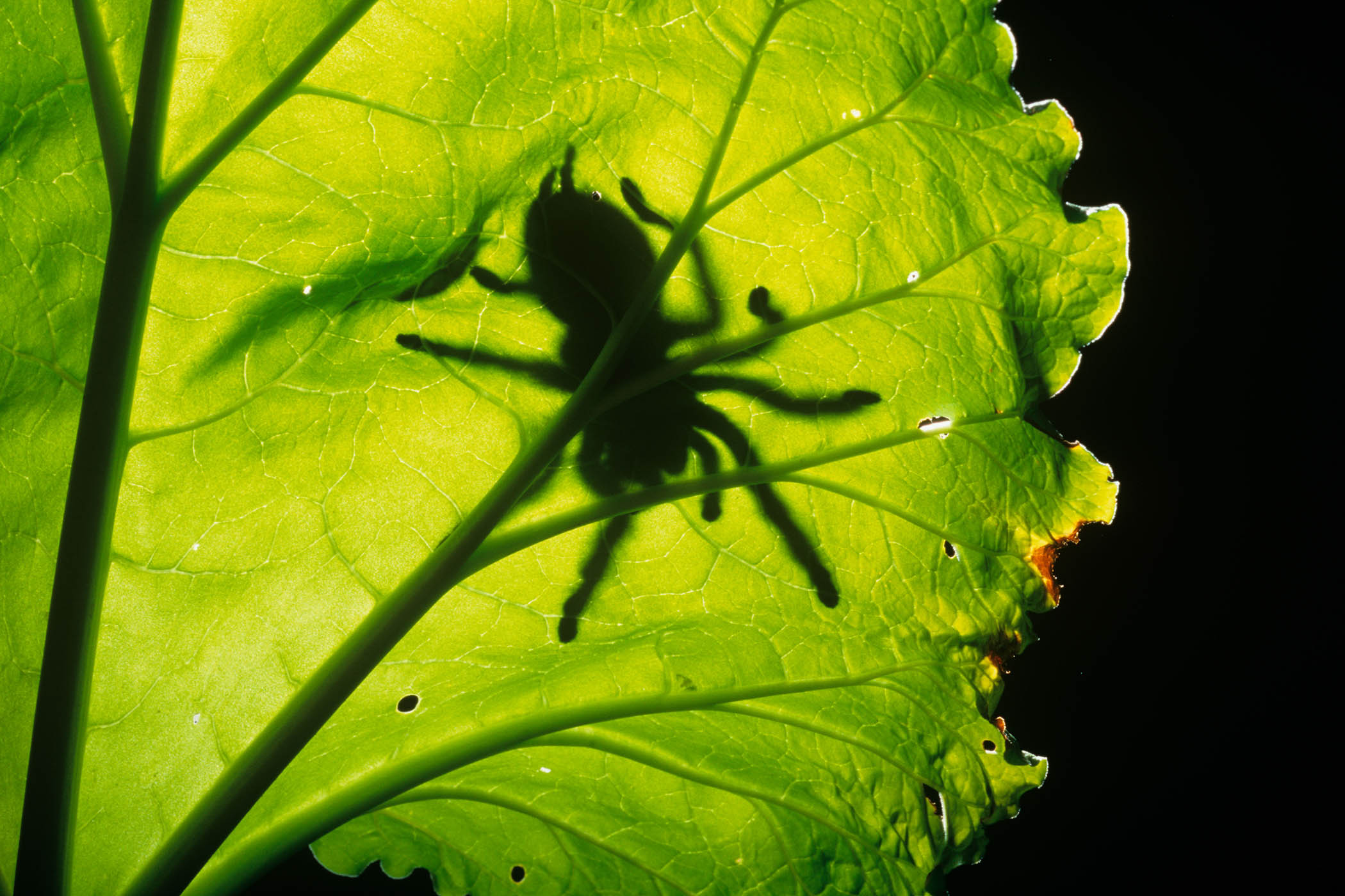 Paperback of the week: Tarantula by Eduardo Halfon