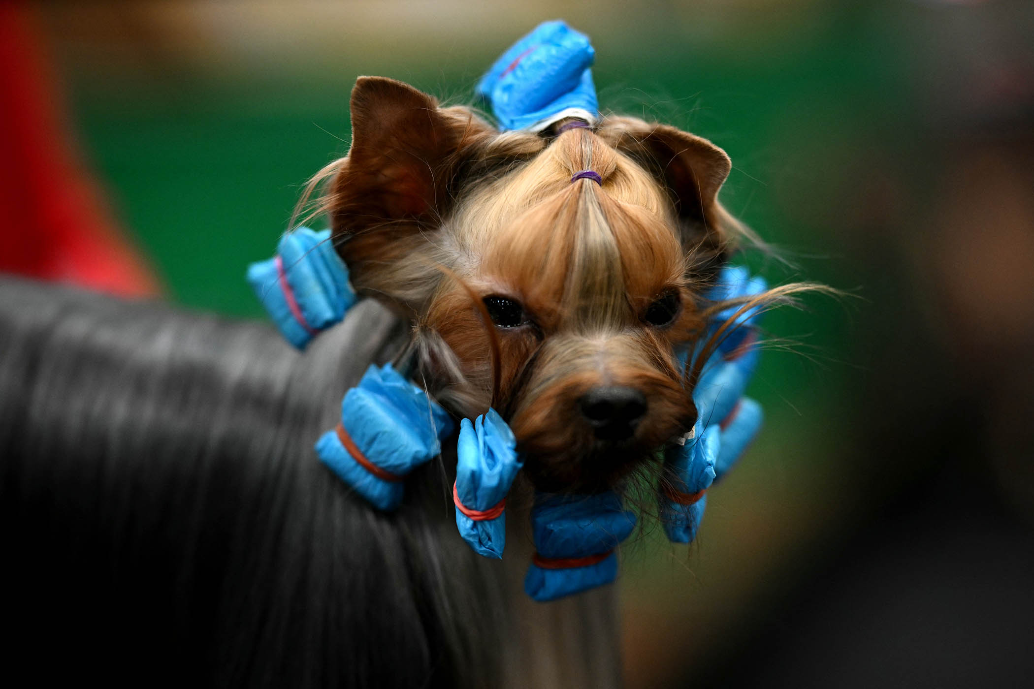 Overcoming Putin and cancer, Odesa owner is now top dog at Crufts